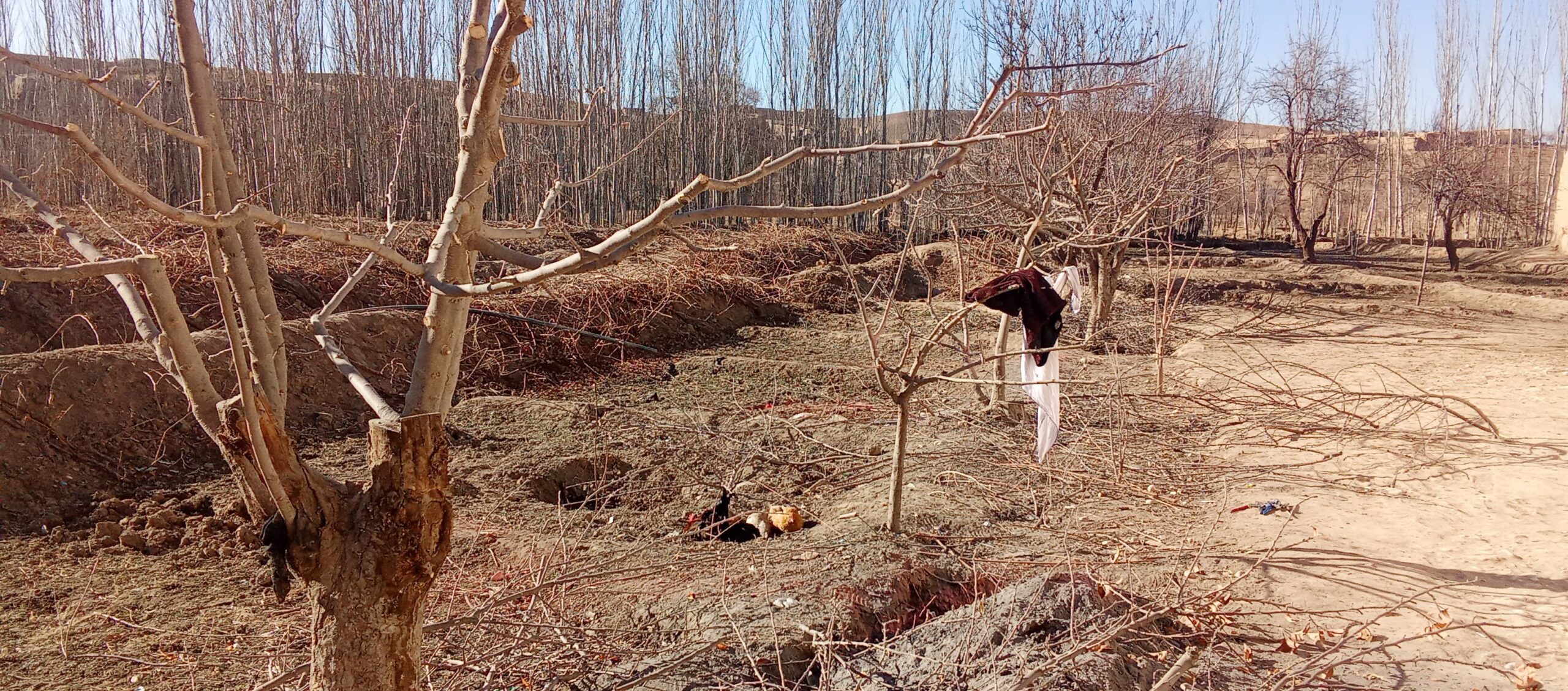 هرس درخت ها