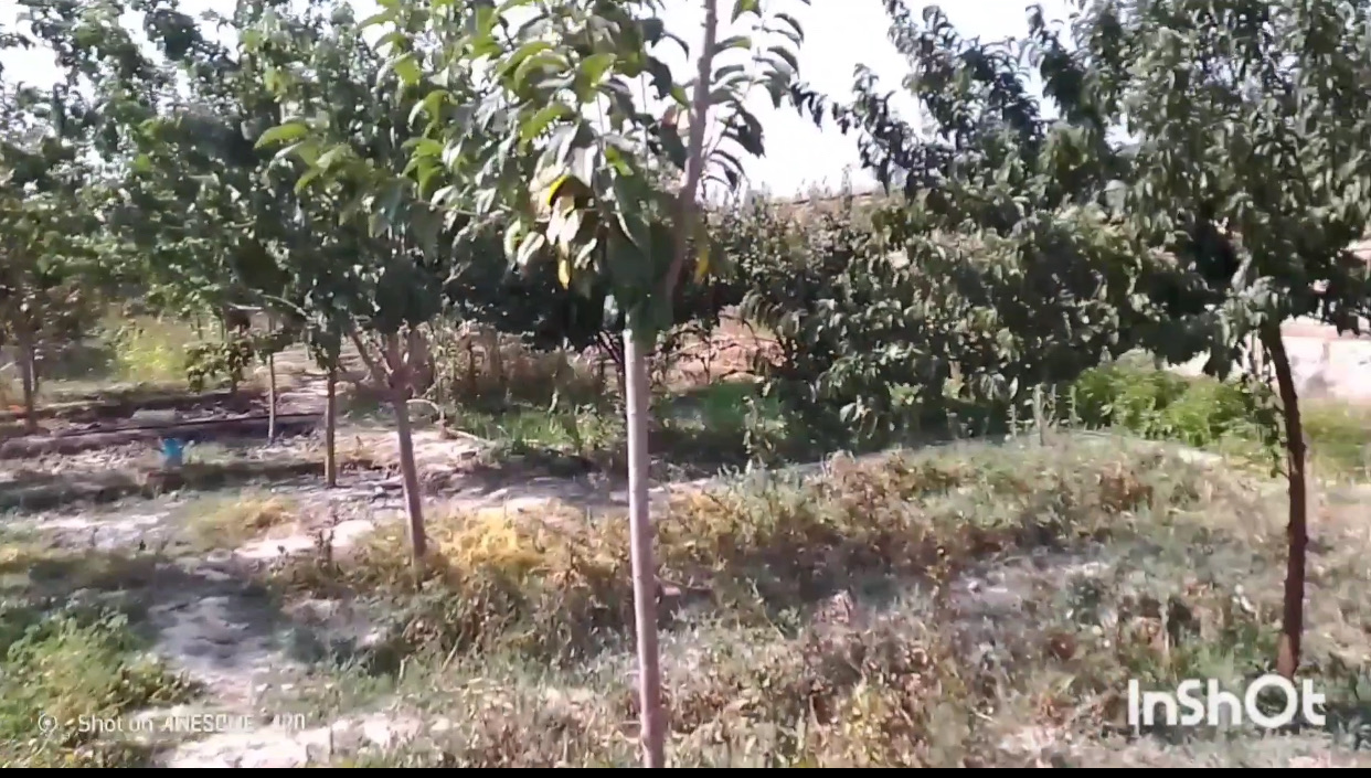 دو نمره زمین فرشی چهار دیواری شده واقع ده سبز شهرک