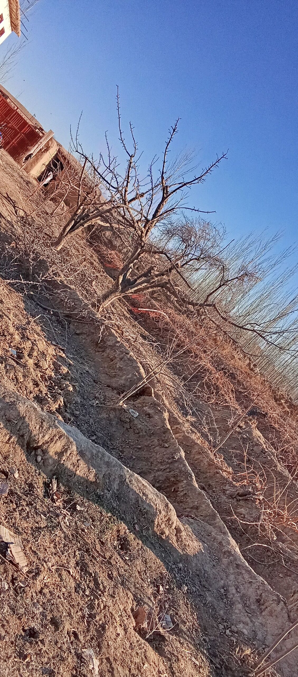 هرس درخت ها