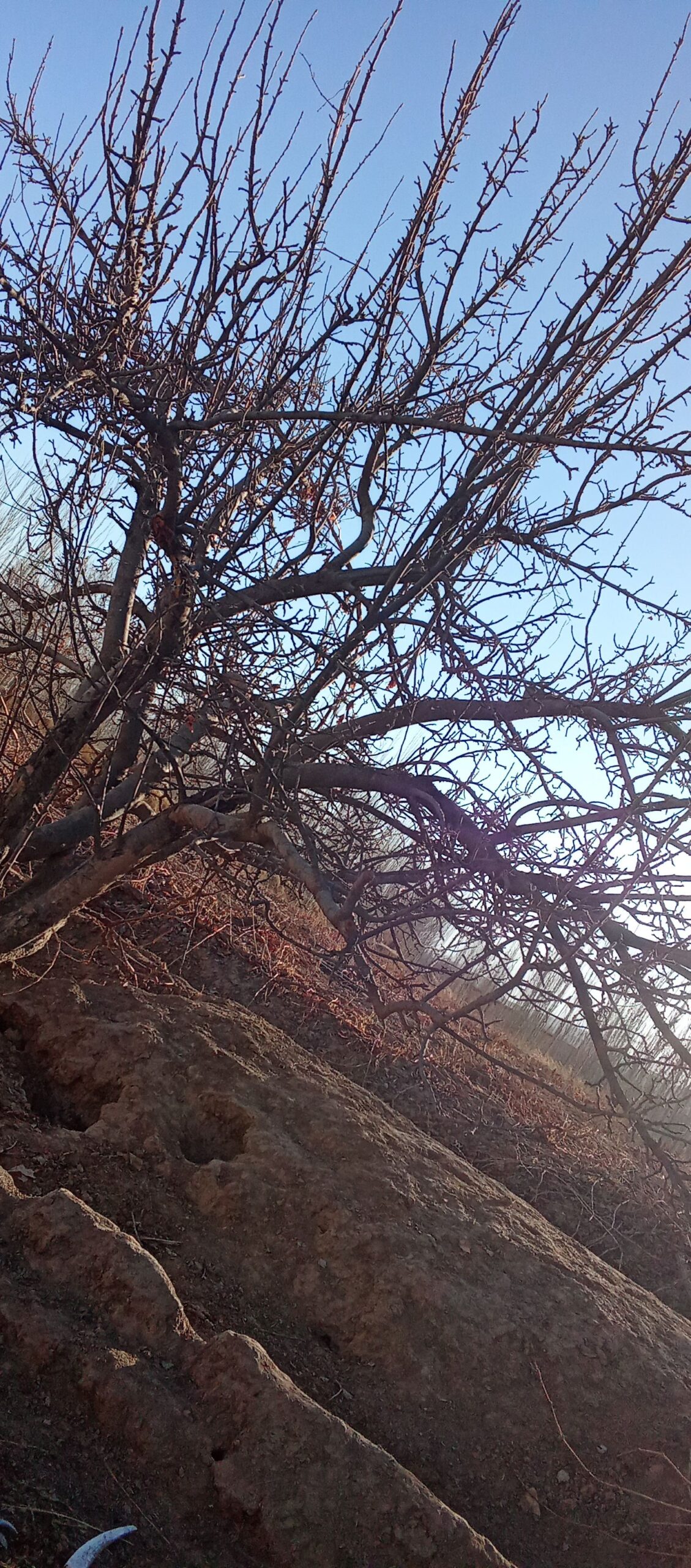 هرس درخت ها