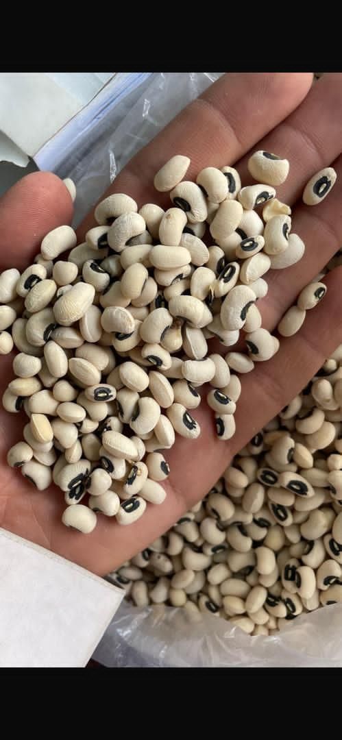 در تمام کشور صادر میکونم