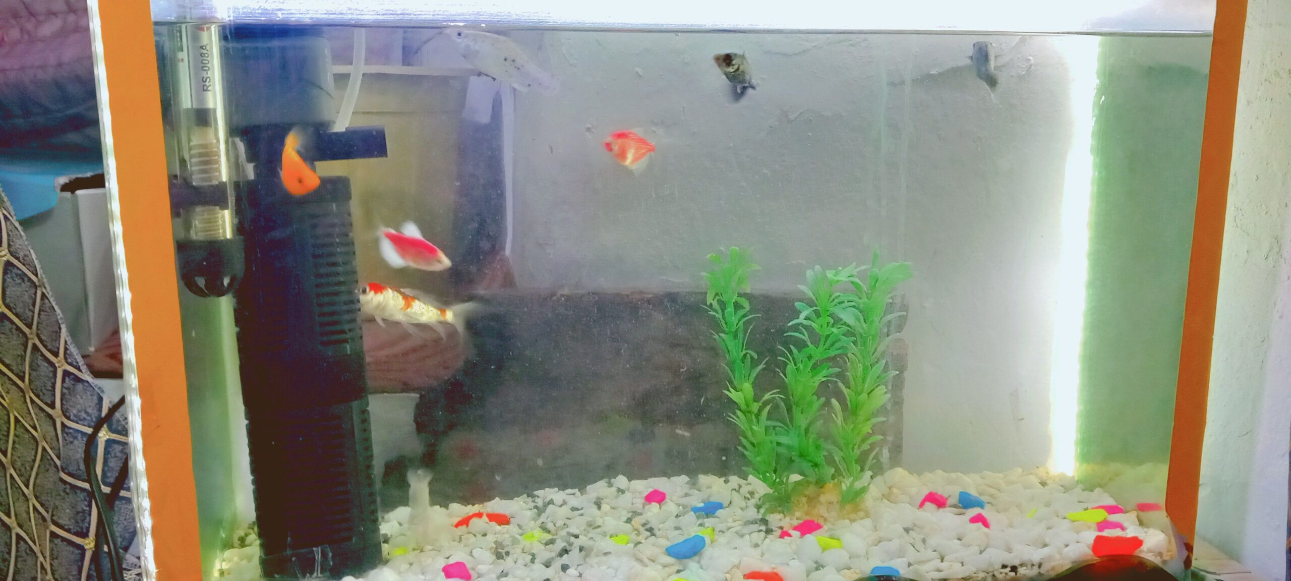 آکواریوم فروشی با ماهی های زینتی