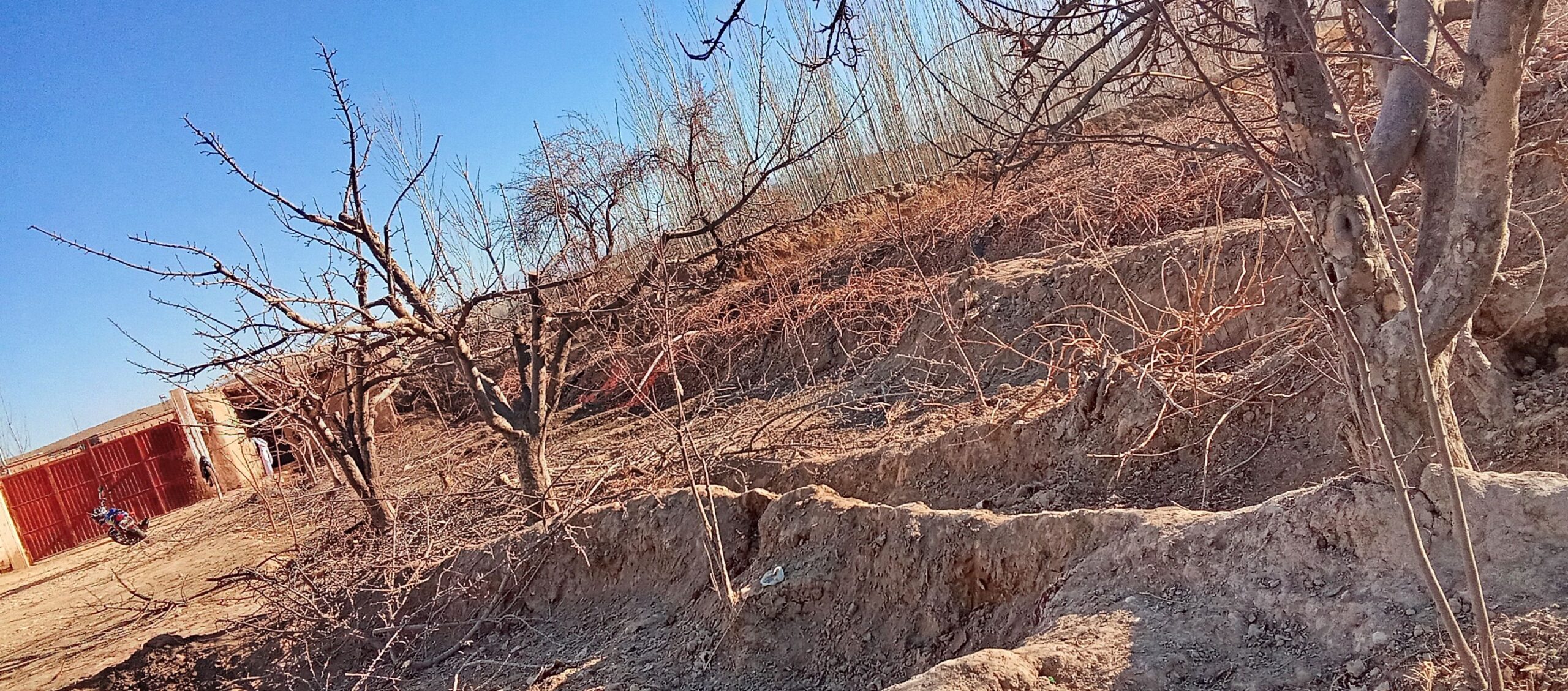 هرس درخت ها