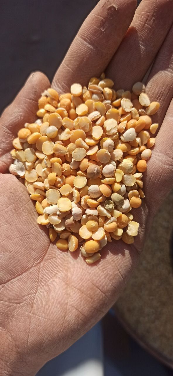 در تمام کشور صادر میکونم