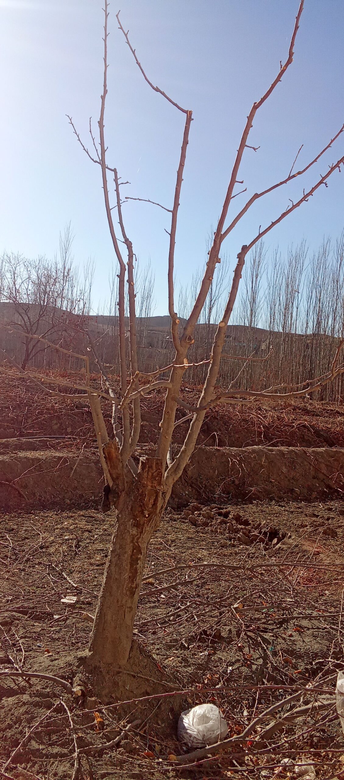 هرس درخت ها