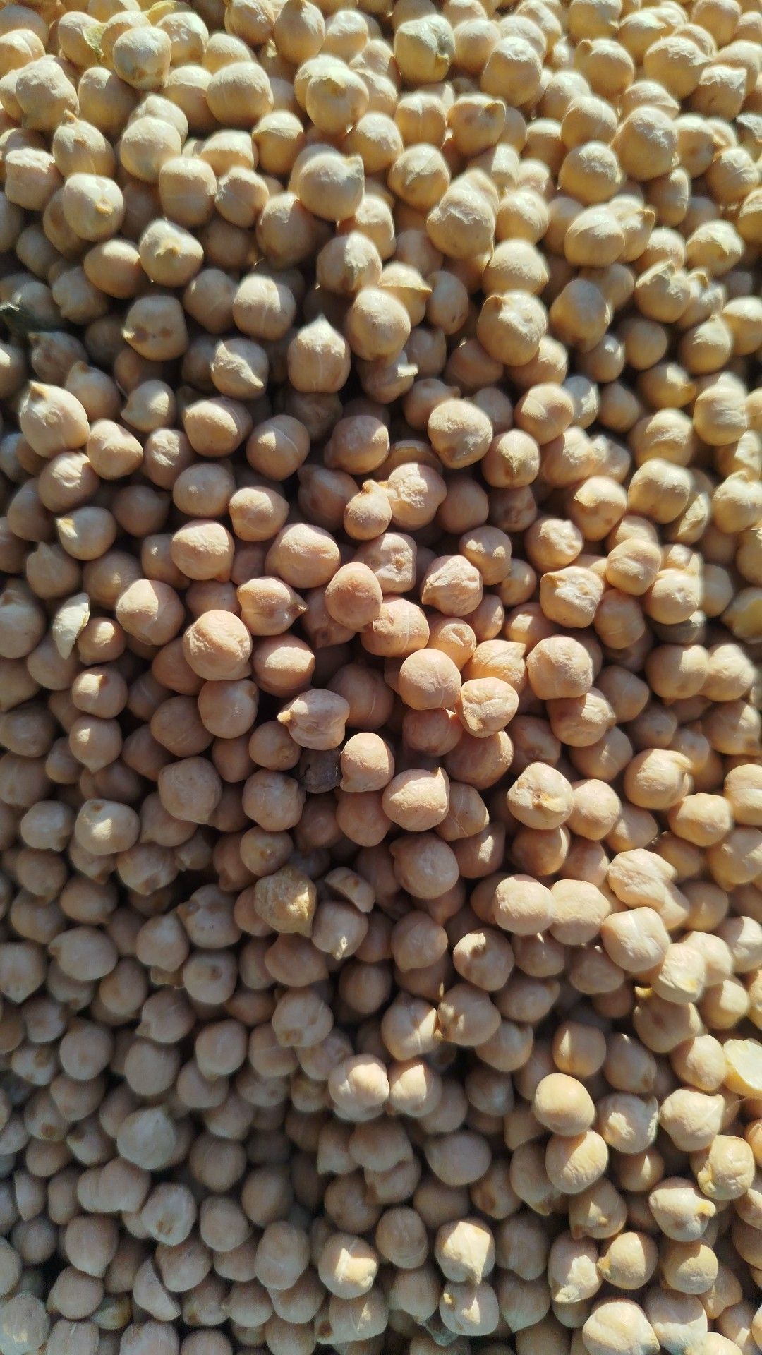 در تمام کشور صادر میکونم