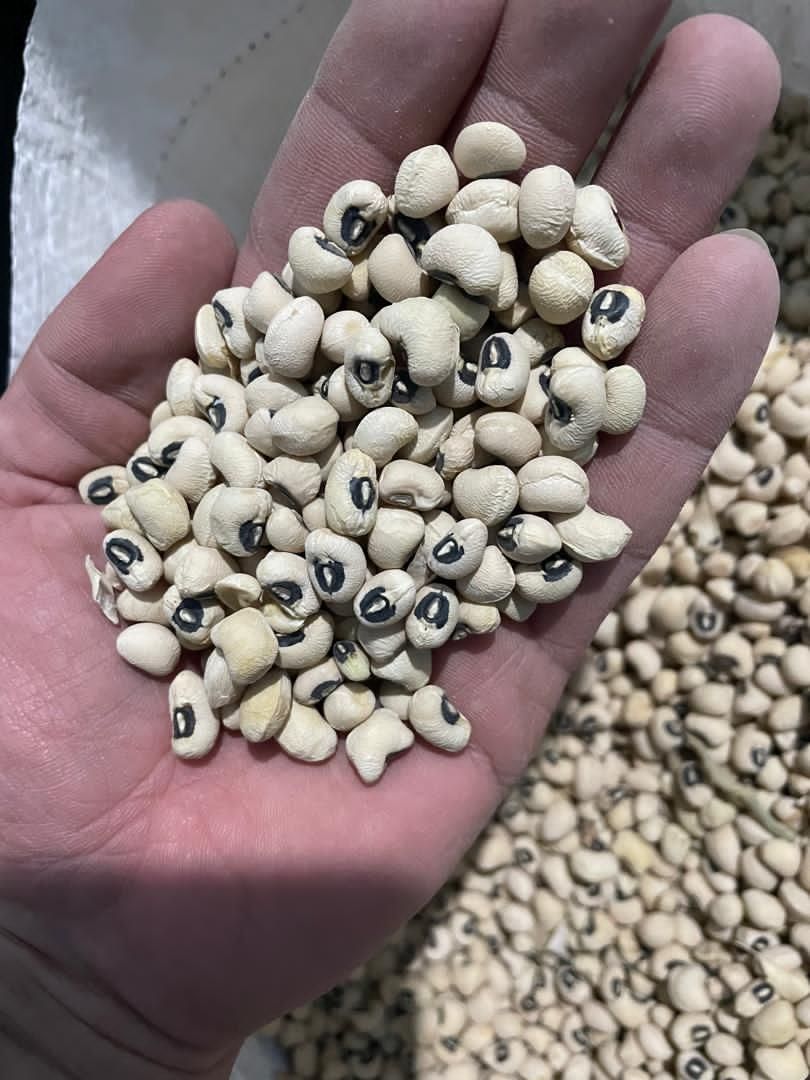 در تمام کشور صادر میکونم