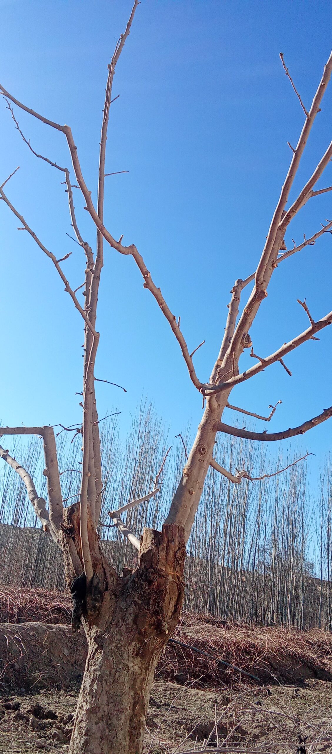 هرس درخت ها