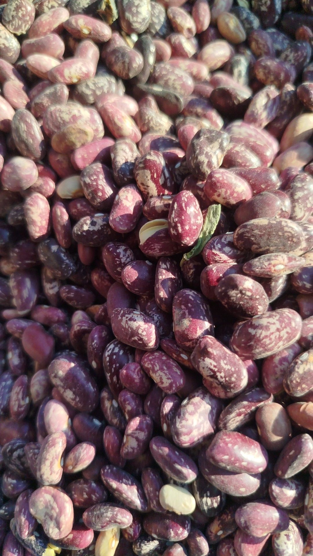 در تمام کشور صادر میکونم