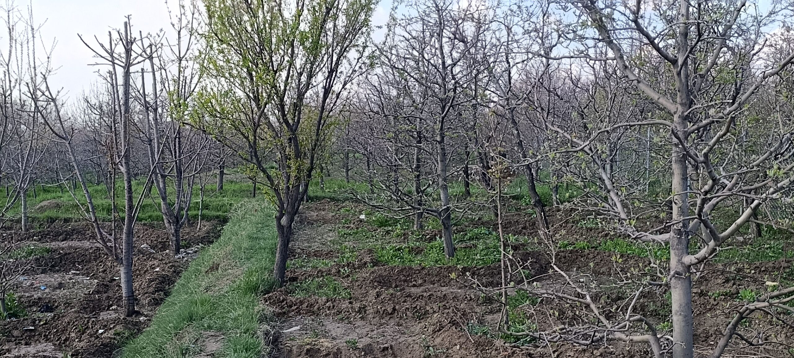 باغ کاملا رسیده فروشی