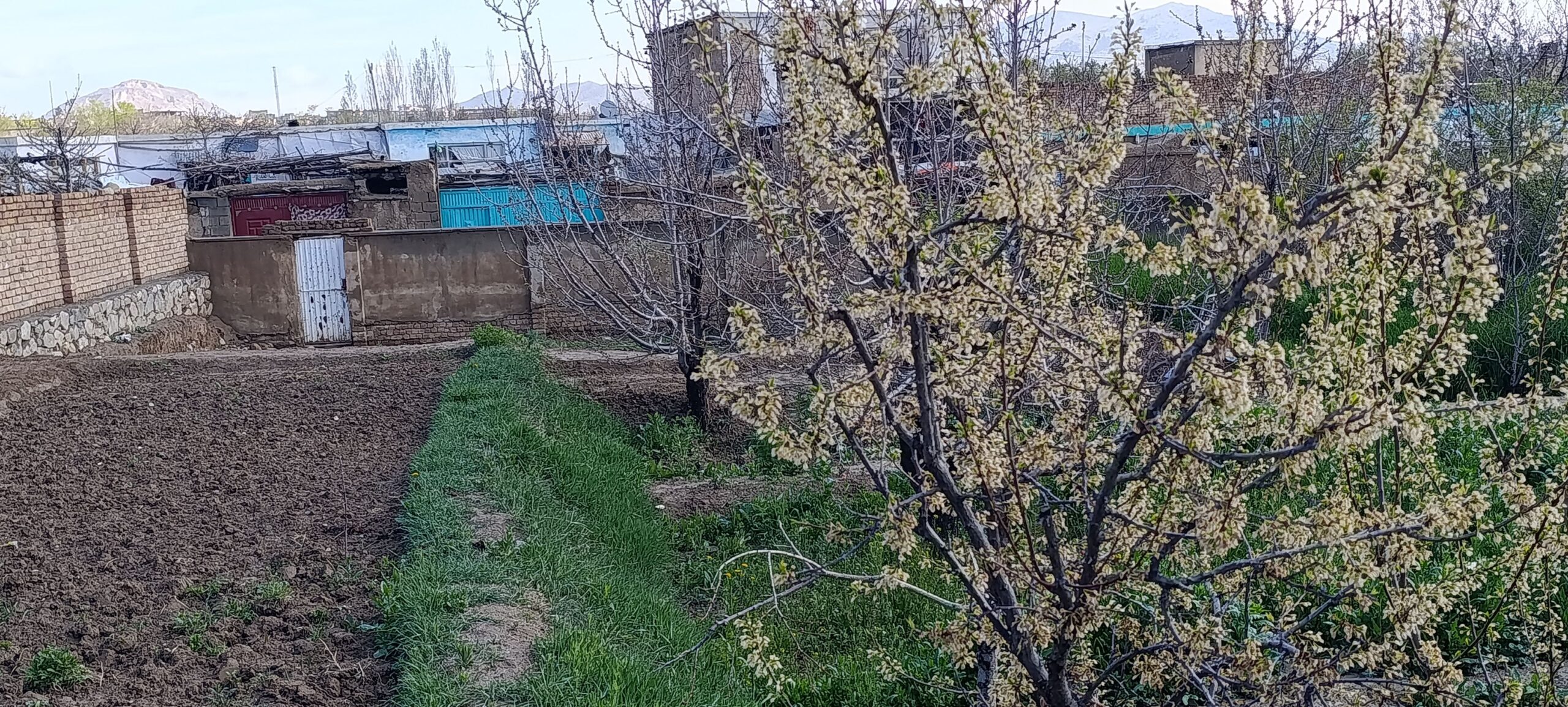 باغ کاملا رسیده فروشی