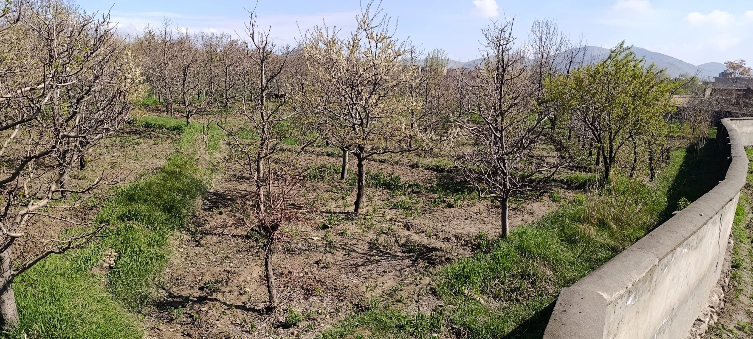 باغ کاملا رسیده فروشی