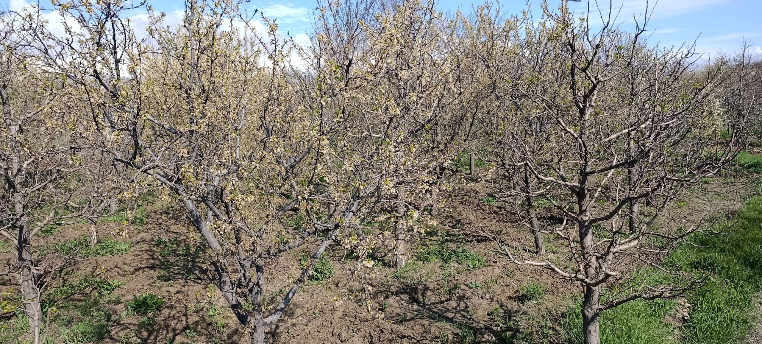 باغ کاملا رسیده فروشی