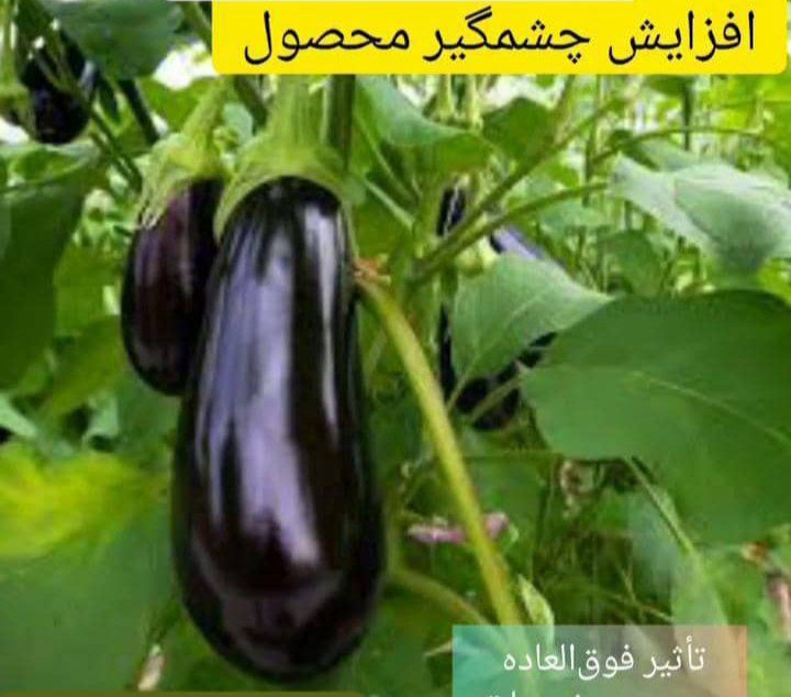 نانو کود محلول اهن ابادگران